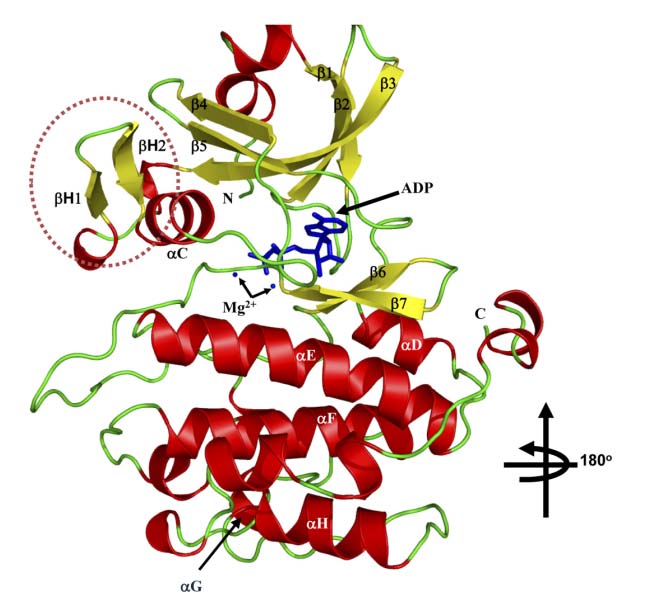 Kristallstruktur der Kinase-Domäne von PASK.