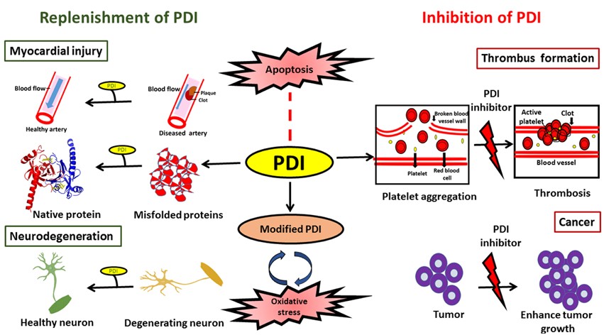 Schematische Darstellung möglicher therapeutischer Anwendungen zur Modulation der PDI-Funktion