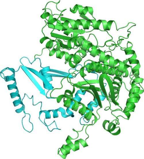 Struktur der Phosphoglucose-Isomerase.