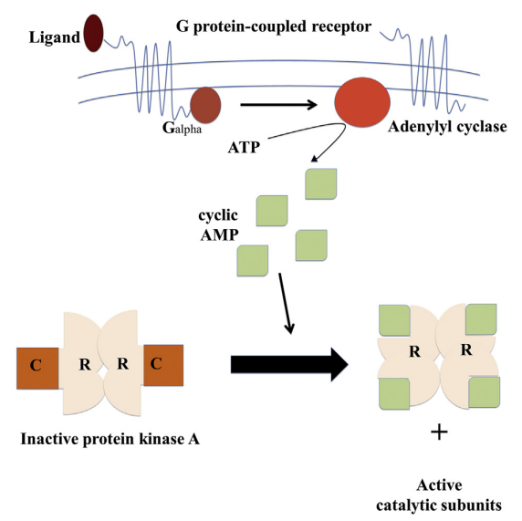 Aktivierungs- und Inaktivierungsmechanismus der cAMP-abhängigen Proteinkinase A (PKA)