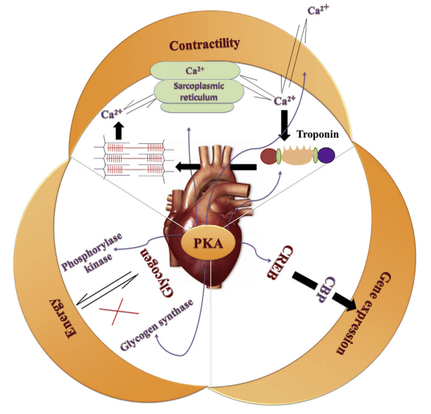 Rolle der Proteinkinase A (PKA) in der normalen Herzfunktion