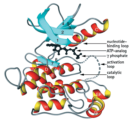 Struktur von Protein Kinase-C.