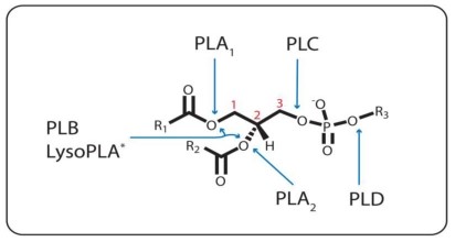 Esterbindungsspezifität der Phospholipasen. PLA1, PLA2 und PLC katalysieren die Hydrolyse der Esterbindung, die von den <em>sn</em>-1(1), <em>sn</em>-2 (2) und <em>sn-</em>3 (3) Kohlenstoff ausgeht, jeweils