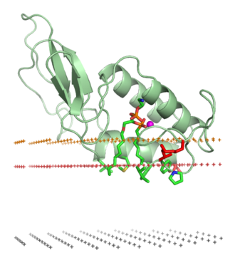 Proteinstruktur von PLA2