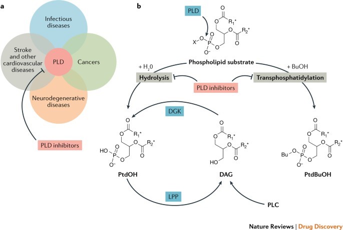Neueste Erkenntnisse haben Phospholipase D (PLD)-Enzyme als therapeutische Ziele bei einer Vielzahl von menschlichen Krankheiten identifiziert
