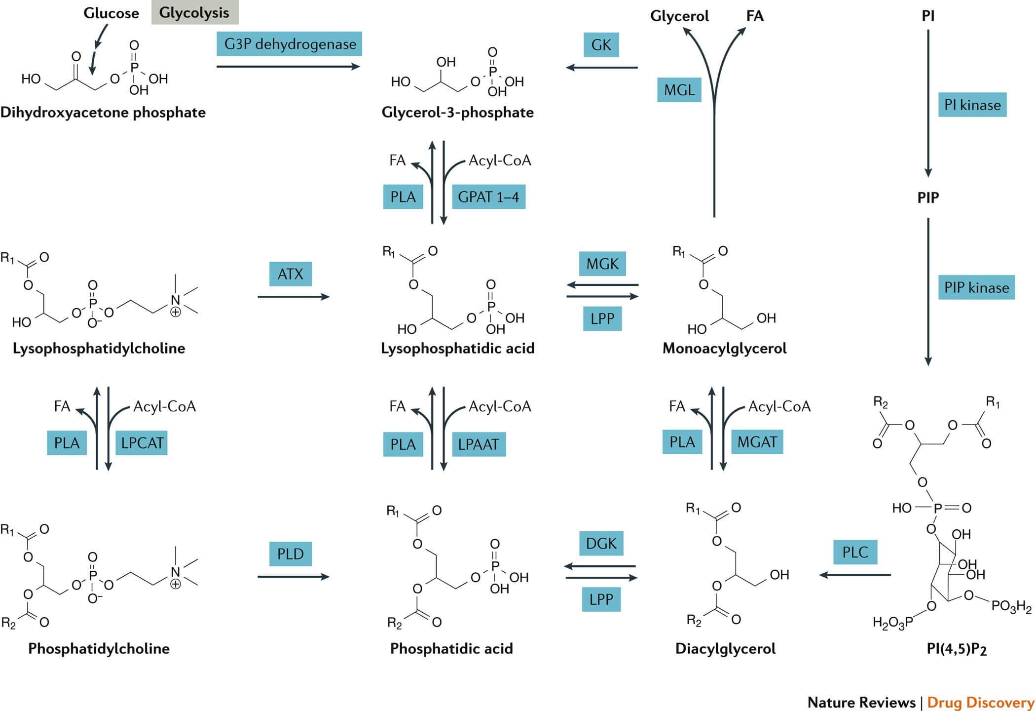 Stoffwechselwege, die zur Bildung von Phosphatidsäure (PtdOH) führen, umfassen die <em>de novo</em> Biosynthese sowie die phospholipase D (PLD) und PLC-Diacylglycerol-Kinase (DGK)-vermittelten Signalwege