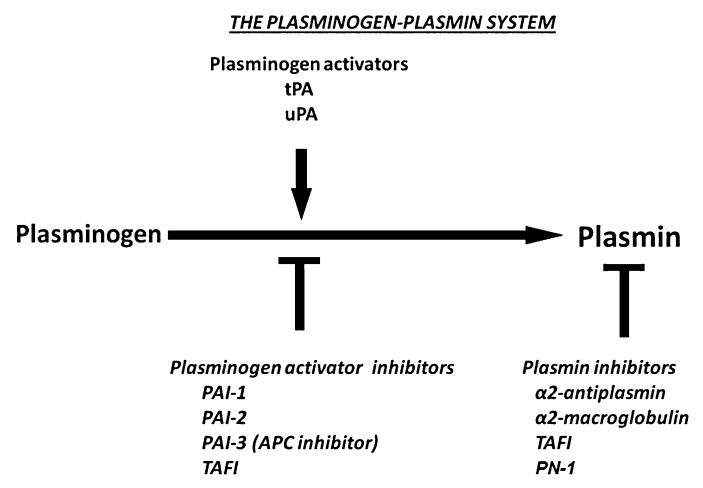 Komponenten des Plasminogen-Plasmin-Systems