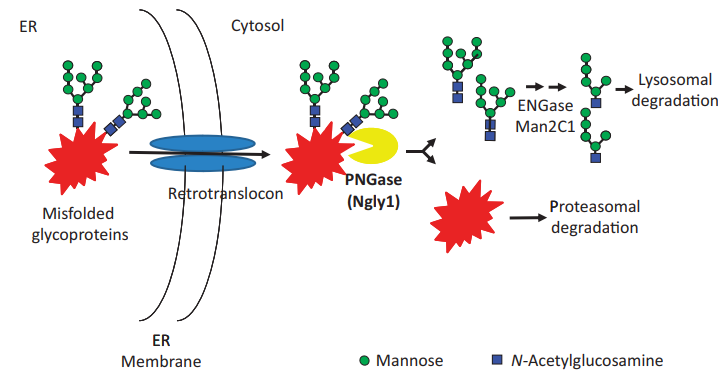 Die Beteiligung von zytoplasmatischem PNGase an der ER-assoziierten Degradation 