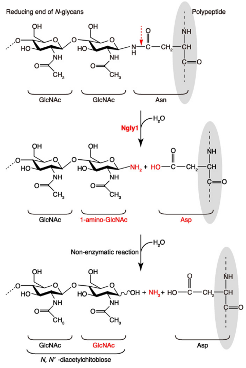 Reaktionsschema für Peptid: N-Glykanase (Ngly1) 