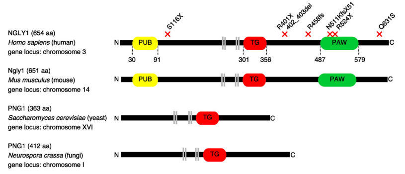 Schematische Darstellung der Domänenstruktur von PNGase (Ngly1) aus Mensch, Maus, Hefe und Pilzen