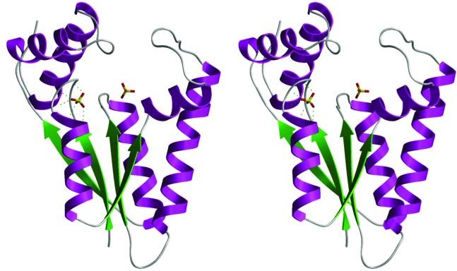 Struktur der 5′-Kinase-Domäne. Ein Stereo-Ribbon-Bild wird gezeigt, mit dem zentralen β-Faltblatt in grün und flankierenden α-Helices in lila