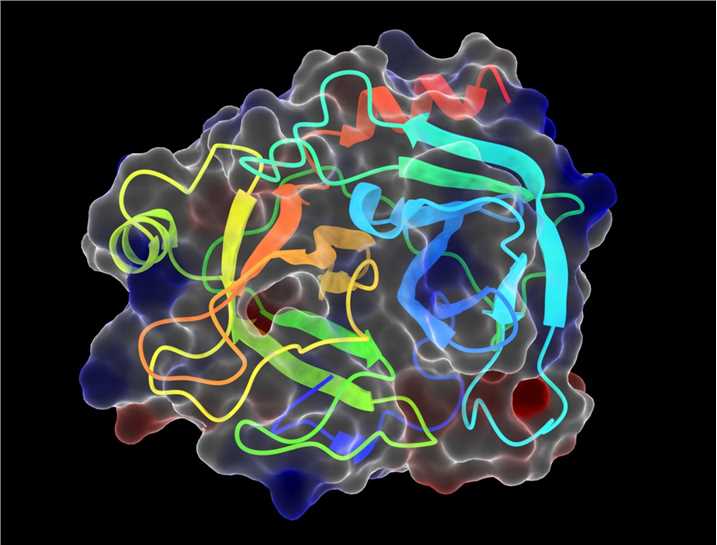 Eine der Endopeptidasen