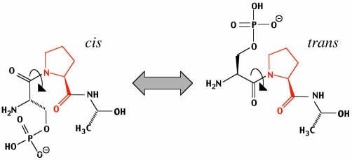 Peptidyl-prolyl Isomerisation. Cis/trans Isomerisation der Peptidbindung (Pfeil) vor Prolin (in Rot) im Tripeptid pSer-Pro-Ala