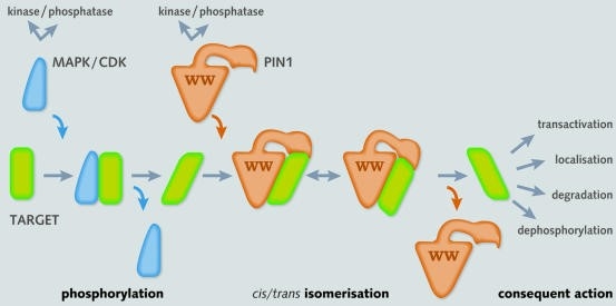 Zwei-Schritt-Tag- und Drehmechanismus, der eine Proteinkinase und PPI umfasst