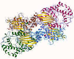 Säurephosphatase