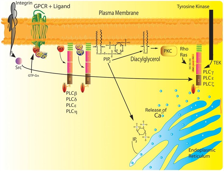 Drei Hauptwege zur Aktivierung der Phospholipase C (PLC)