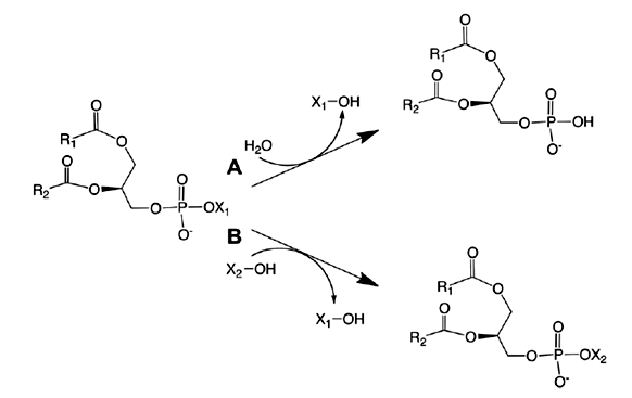 Enzymaktivitätsmessung für Phospholipase D