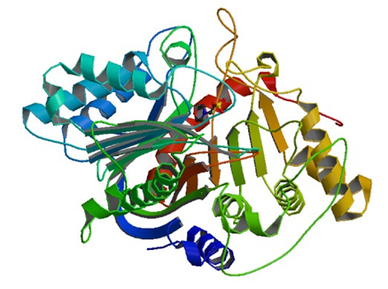 Enzymaktivitätsmessung für Phospholipase D