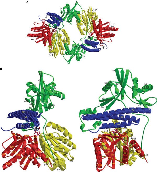 Gesamtstruktur der Escherichia coli Polyphosphatkinase (PPK)
