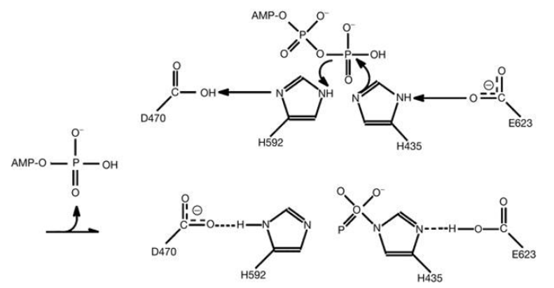 Der vorgeschlagene chemische Mechanismus für die PPK-Autophosphorylierung