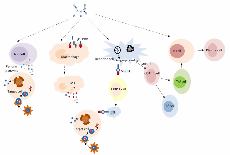 Der Wirkmechanismus von Nanozymen in antiviralen Impfstoffen. - Creative Enzymes