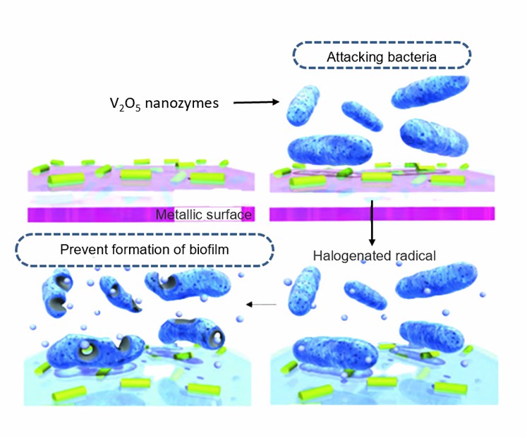 Antifouling with nanozymes. - Creative Enzymes