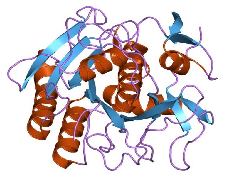 Rekombinante Proteinase K