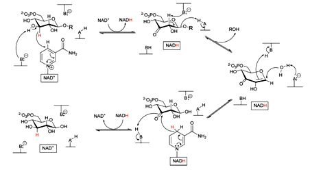 Vorgeschlagener Mechanismus der 6-Phospho-beta-Glucosidase von T. maritima