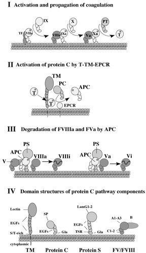 Schematische Darstellung der Blutgerinnung und des Protein-C-Antikoagulansystems