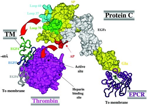 Gesamtansicht des EPCR-Protein C-T-TM-Komplexes