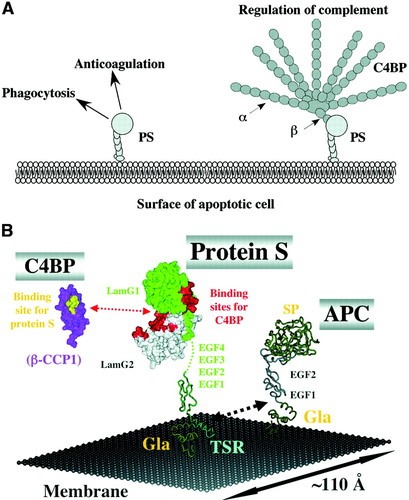 Protein S und der Protein S-C4BP-Komplex