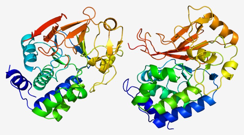 Proteinstruktur von PP1.