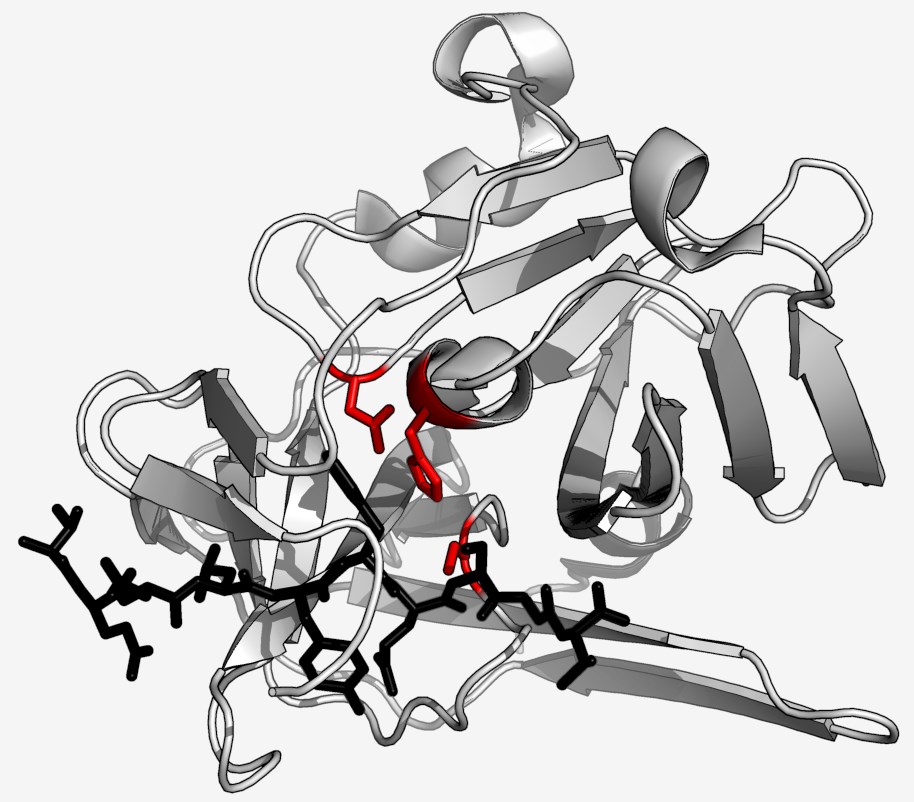 Proteinstruktur der Protease.