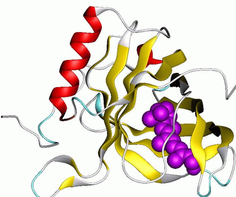 Natürlicher Proteaseinhibitor, Lipocalin-Proteinfamilie.