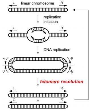Protelomerase löst replizierte Haarnadel-Telomere auf