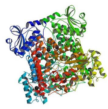 Die Struktur von Pseudomonas cellulosa alpha-D-glucuronidase, die mit Xylobiose komplexiert ist