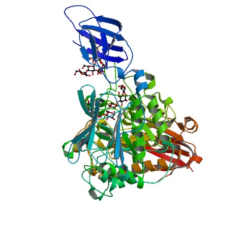 Proteinstruktur von Pullulanase.