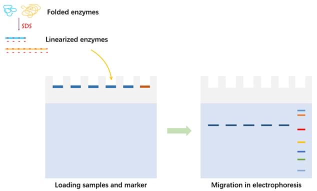 Enzymreinigung durch Elektrophorese