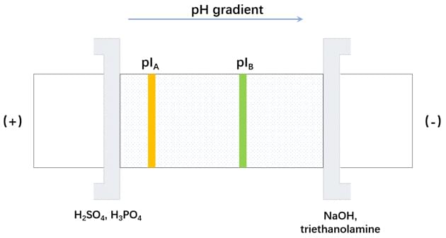 Enzymreinigung durch Elektrophorese