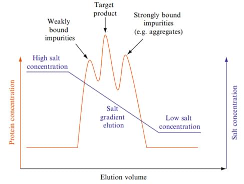 Enzymreinigung durch hydrophobe Interaktionschromatographie