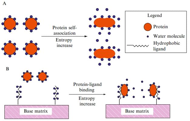 Enzymreinigung durch hydrophobe Interaktionschromatographie