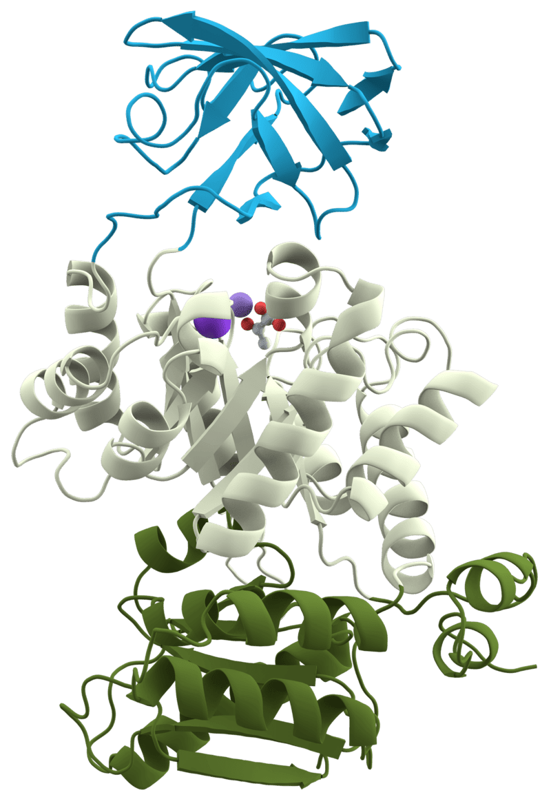 Proteinstruktur der Pyruvatkinase.