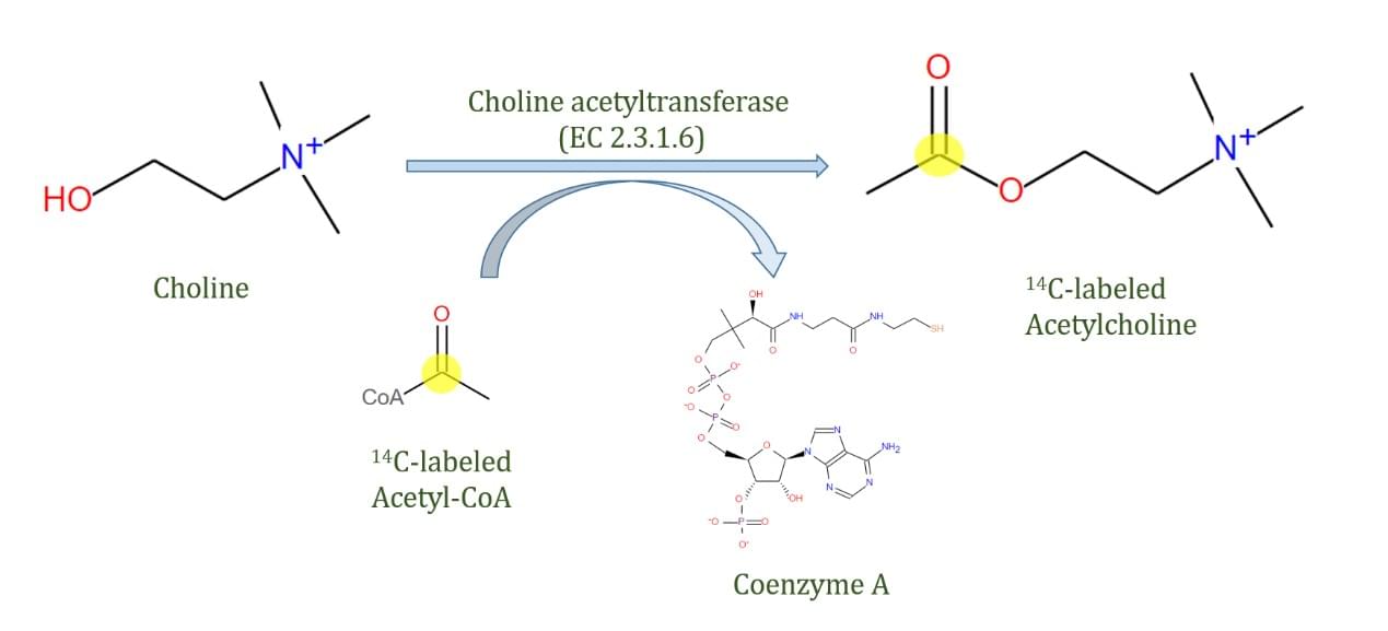 Die von Cholinacetyltransferase katalysierte Reaktion unter Verwendung von 14C-markiertem Acetyl-CoA als Substrat, ein Beispiel für einen radiometrischen Assay.