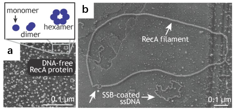 a. Elektronenmikroskopie von DNA-freiem RecA, das heterogene Oligomerisierungszustände von RecA zeigt. b. Elektronenmikroskopie der Filamentbildung von RecA auf SSB-beschichteter zirkulärer ssDNA