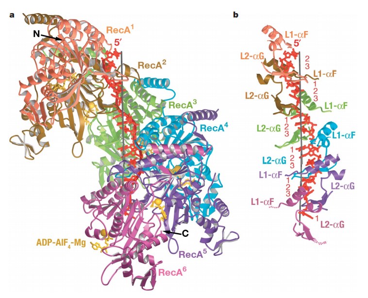 Struktur des präsynaptischen Nukleoproteinfilaments