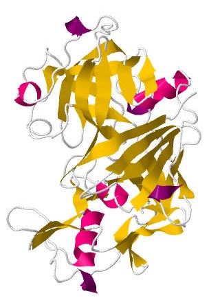 Proteinstruktur von Rennin