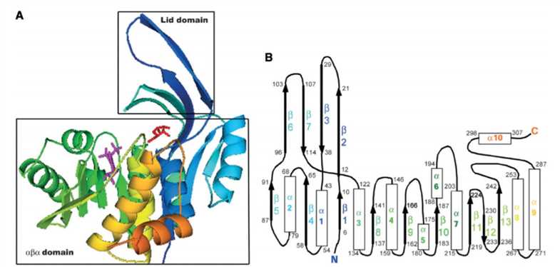 Struktur einer E. coli Ribokinase Untereinheit
