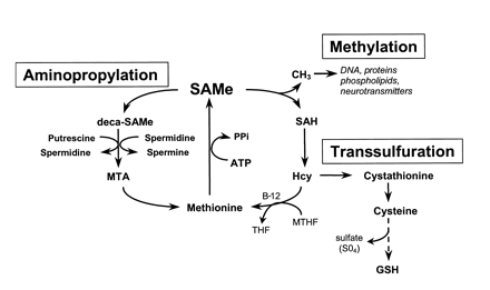 Stoffwechsel von S-Adenosylmethionin 