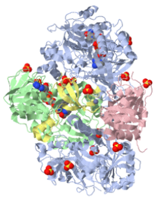 Proteinstruktur der Sarcosinoxidase.