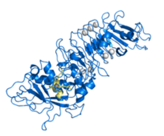 Proteinstruktur von Serrapeptase.